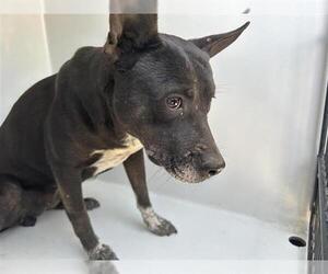German Shepherd Dog-Unknown Mix Dogs for adoption in Houston, TX, USA