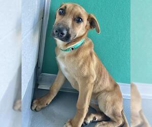 German Shepherd Dog-Unknown Mix Dogs for adoption in Visalia, CA, USA
