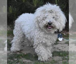 Bichpoo Dogs for adoption in Palo Alto, CA, USA