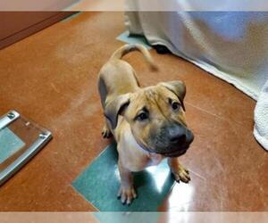 Black Mouth Cur Dogs for adoption in Rancho Cucamonga, CA, USA