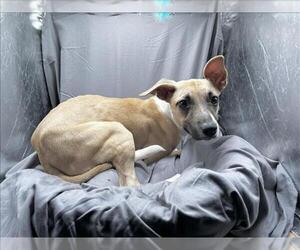 Feist Terrier-Unknown Mix Dogs for adoption in Grovetown, GA, USA