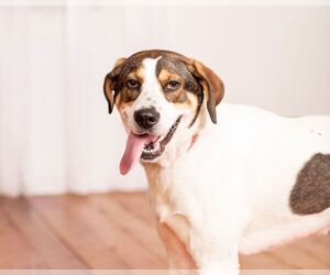 Coonhound-Saint Bernard Mix Dogs for adoption in Jasper, IN, USA