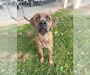 Mutt Dogs for adoption in Riverside, CA, USA