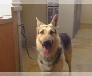 German Shepherd Dog Dogs for adoption in Sacramento, CA, USA