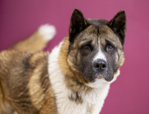 Akita Dogs for adoption in Frisco, CO, USA