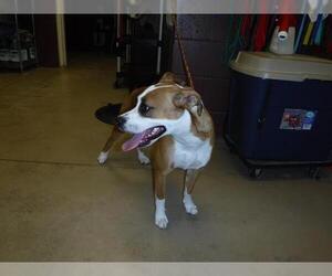 Bogle Dogs for adoption in Sanford, FL, USA
