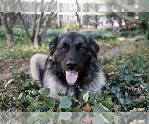Anatolian Shepherd-Great Pyrenees Mix Dogs for adoption in Higley, AZ, USA