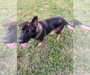 German Shepherd Dog Dogs for adoption in Plantation, FL, USA