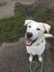 Labrador Retriever-Unknown Mix Dogs for adoption in Dumfries, VA, USA