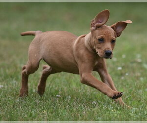 Labrador Retriever-Unknown Mix Dogs for adoption in Mechanicsburg, PA, USA