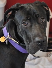 Great Dane Dogs for adoption in Silver Spring, MD, USA