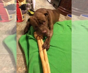 American Pit Bull Terrier-Chinese Shar-Pei Mix Dogs for adoption in Iroquois, IL, USA