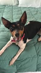 Small Rat Terrier