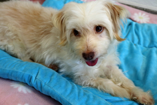Cotonese Dogs for adoption in Agoura Hills, CA, USA