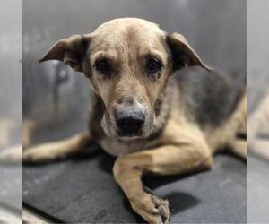 German Shepherd Dog-Unknown Mix Dogs for adoption in San Antonio, TX, USA
