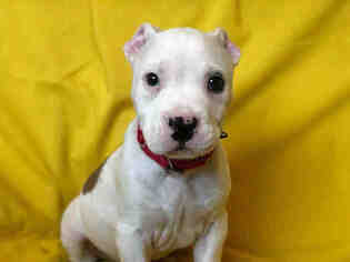 Staffordshire Bull Terrier-Unknown Mix Dogs for adoption in Urbana, IL, USA