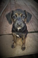 Mutt Dogs for adoption in Piedmont, MO, USA