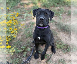 Labrador Retriever Dogs for adoption in Aurora, CO, USA