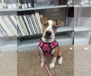 Boxer-Unknown Mix Dogs for adoption in Calhoun, GA, USA