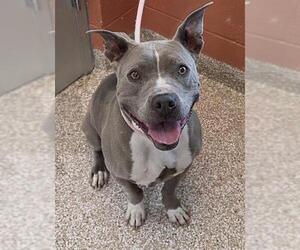 American Pit Bull Terrier-Unknown Mix Dogs for adoption in Pueblo, CO, USA