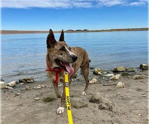 Bull Terrier-Unknown Mix Dogs for adoption in Denver, CO, USA