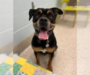 Boxer-Bullmastiff Mix Dogs for adoption in Brighton, CO, USA