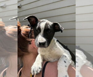 Mutt Dogs for adoption in Fort Collins, CO, USA