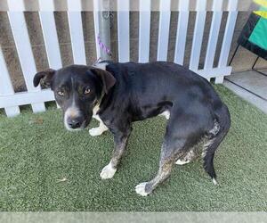 Mutt Dogs for adoption in Modesto, CA, USA