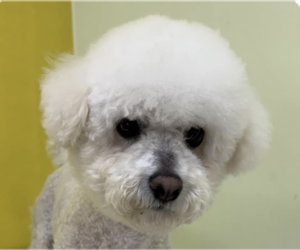 Bichon Frise Dogs for adoption in San Ramon, CA, USA