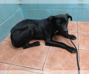 American Pit Bull Terrier-Labrador Retriever Mix Dogs for adoption in Downey, CA, USA