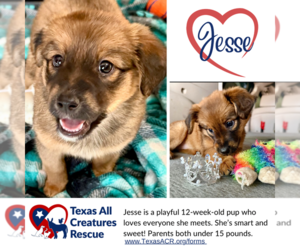 Chihuahua-Unknown Mix Dogs for adoption in Lillian, TX, USA