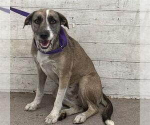 Mutt Dogs for adoption in San Bernardino, CA, USA