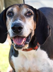 English Foxhound Dogs for adoption in Cumming, GA, USA