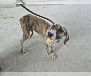 Plott Hound-Unknown Mix Dogs for adoption in Texas City, TX, USA