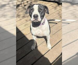 American Staffordshire Terrier-Unknown Mix Dogs for adoption in San Antonio, TX, USA
