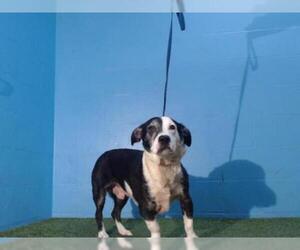 Medium Photo #1 Basset Hound-German Shepherd Dog Mix Puppy For Sale in Orlando, FL, USA
