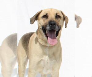 Shepradors Dogs for adoption in Burbank, CA, USA