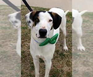 Lab-Pointer Dogs for adoption in Arlington, TX, USA