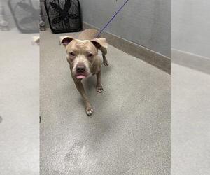American Pit Bull Terrier-Unknown Mix Dogs for adoption in Las Vegas, NV, USA