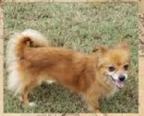 Chiranian Dogs for adoption in Cranston, RI, USA