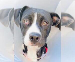 Borador Dogs for adoption in Boston, MA, USA