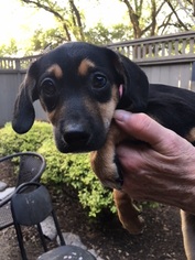 Doxie-Pin Dogs for adoption in Pearland, TX, USA