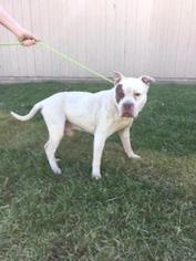 American Pit Bull Terrier-Unknown Mix Dogs for adoption in Batavia, OH, USA