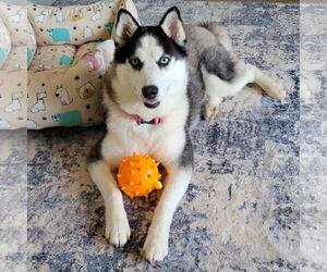 Siberian Husky Dogs for adoption in Scottsboro, AL, USA