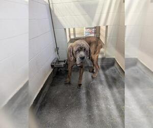 Mutt Dogs for adoption in Upland, CA, USA