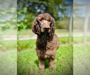 Poodle (Standard)-Unknown Mix Dogs for adoption in Pacolet, SC, USA