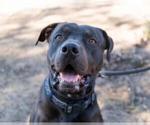  Dogs for adoption in El Cajon, CA, USA