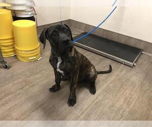 Great Dane Dogs for adoption in Pasadena, CA, USA