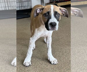 Mutt Dogs for adoption in Sanford, FL, USA