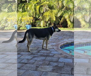 German Shepherd Dog Dogs for adoption in Fort Lauderdale, FL, USA